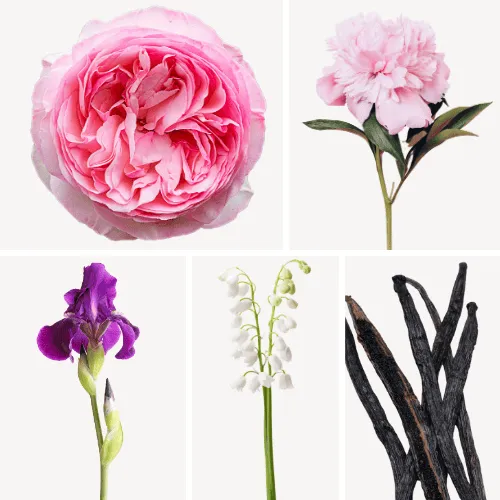 Duftnoten: Zentifolie, Pfingsrose, Schwertlilie, Maiglöckchen, Vanille